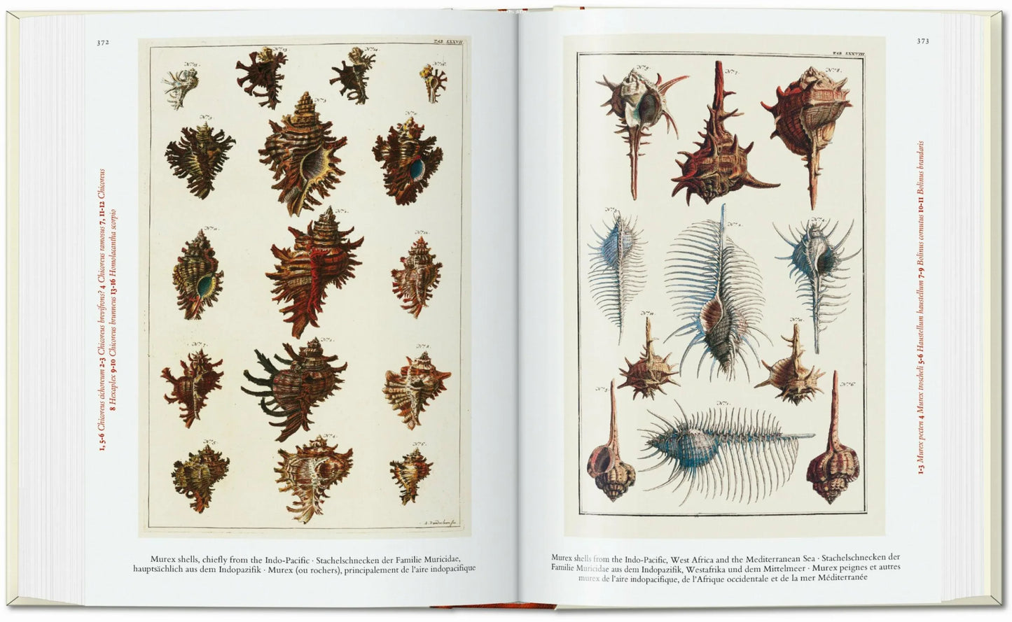 Taschen Seba. Cabinet of Natural Curiosities. 40th Ed.