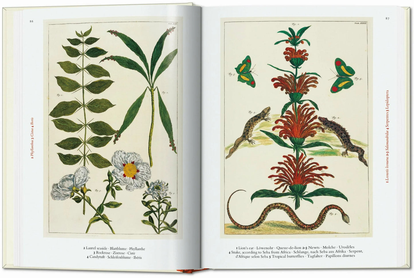 Taschen Seba. Cabinet of Natural Curiosities. 40th Ed.