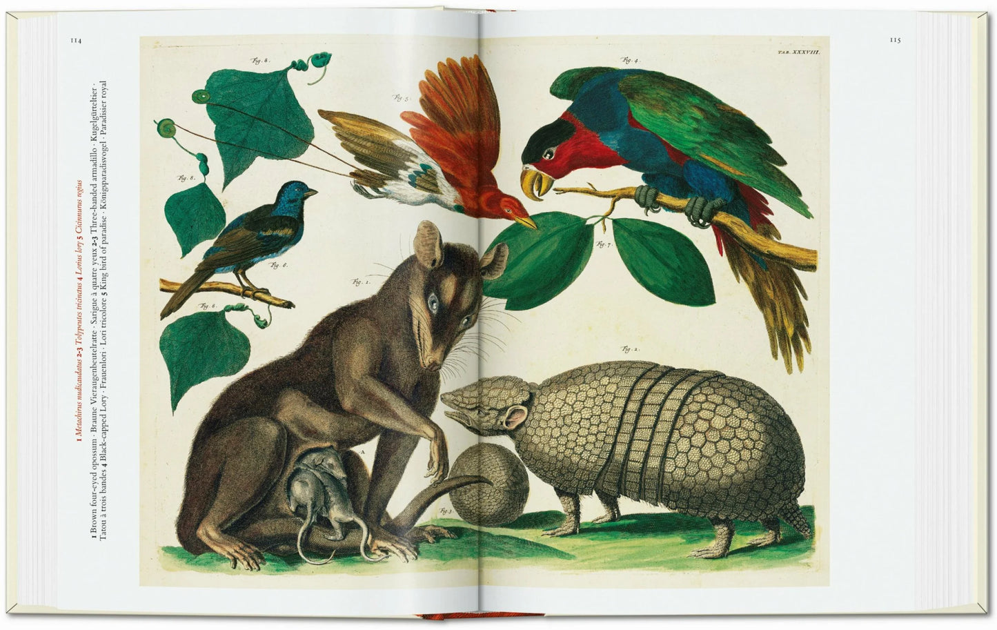 Taschen Seba. Cabinet of Natural Curiosities. 40th Ed.