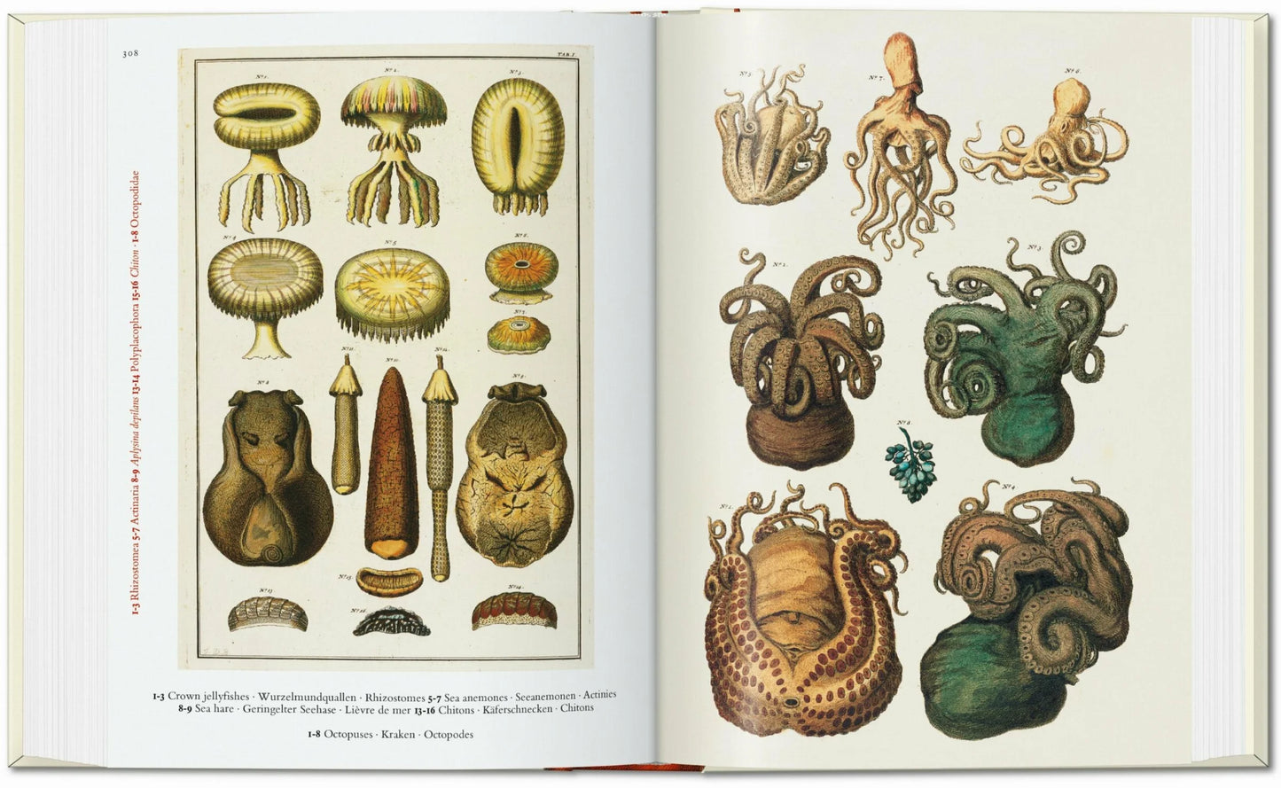 Taschen Seba. Cabinet of Natural Curiosities. 40th Ed.